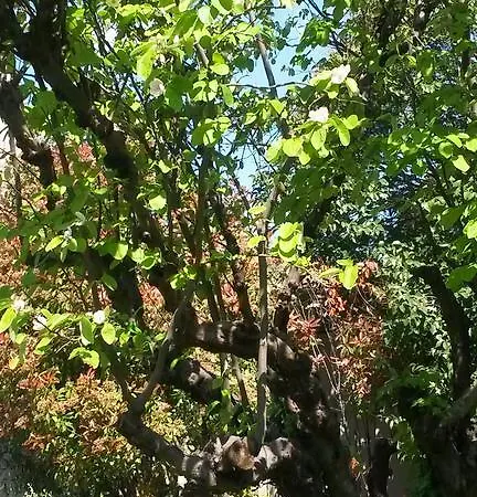 Caza Sereyna B&B 아비뇽